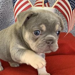 French Bulldogs from Dortoria's French Bulldogs