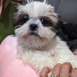 Mr Peabody - Shih Tzu puppy in California from Lugo Shih Tzus