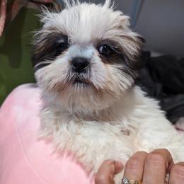 Mr Peabody - Shih Tzu puppy in California from Lugo Shih Tzus