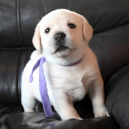 Miss Violet Stormi-Bosley - Yellow female Labrador Retriever puppy in Pasco, Washington from ROCK CREEK LABRADORS