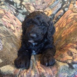 Sweetie - Black female Bordoodle puppy in Indianapolis, Indiana from Indiana Bordoodles