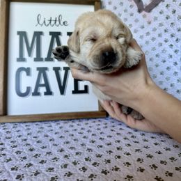 Labrador Retriever Puppies from Lonestar Labradors C&E