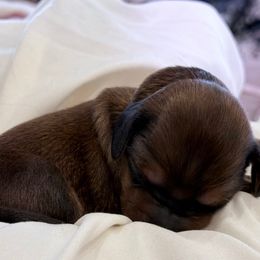Jack - Red male Dachshund puppy in Delta, Utah from Dix n’ Dot Dachshunds