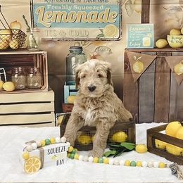 Goldendoodle Puppies from Country Care Pet Spa and Hotel, LLC