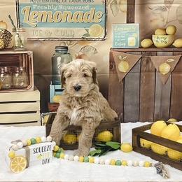 Goldendoodle Puppies from Country Care Pet Spa and Hotel, LLC