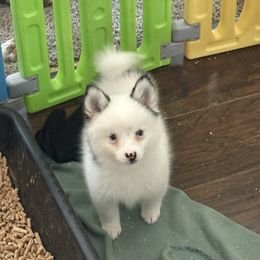 Joel - Black and white male Pomsky puppy in Aberdeen, Idaho from Willow Creek Cresteds