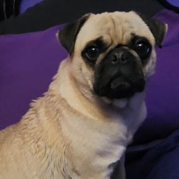Concha - Pug
