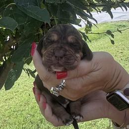 Boy 4 black - male Bloodhound puppy in Lynchburg, Virginia from Bloodhound Life