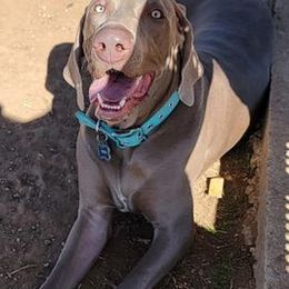 Weimaraners from Prestidge Weimaraners