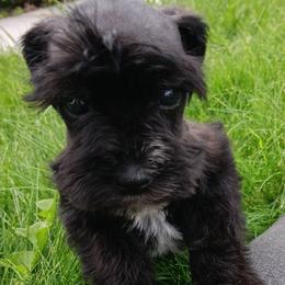 Mr Mag - Black male Miniature Schnauzer puppy in Shoshone, Idaho from Debra Kruse's Miniature Schnauzers