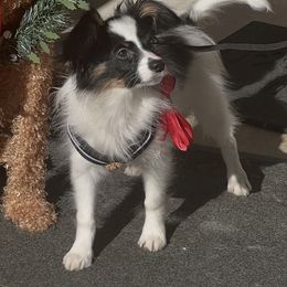 George Strait - White black and tan male Papillon puppy in Benton, Arkansas from Mama's Pride Poms and Paps