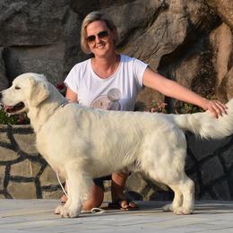 Hugo - Golden Retriever