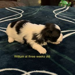 Willum - Black and white male Havanese puppy in Hudson, New York from Havanese of Claverack and Hudson Valley Labradors