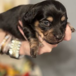 Black and Tan Male - Black and tan male Dachshund puppy in Grandview, Texas from LF & Co Dachshunds