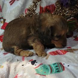 Dachshund Puppies from CLARK'S BREEDING PROGRAM