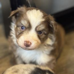 Mocha - Chocolate female Pomsky puppy in Sturgis, Kentucky from Furever Pomskies