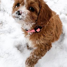 Cavapoo Puppies from Cedar Sprout Puppies