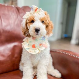 Daisy - Parti female Goldendoodle puppy in Sulphur, Louisiana from Curly Q’s Of Carlyss
