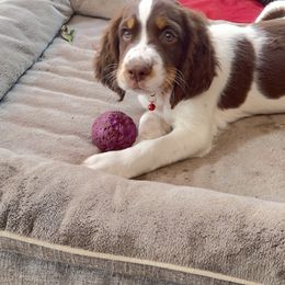 English Springer Spaniel Puppies from Desert Shadow Springers