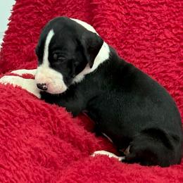 Mantle girl 1 - Mantle female Great Dane puppy in Westville, Florida from Boulder View Danes