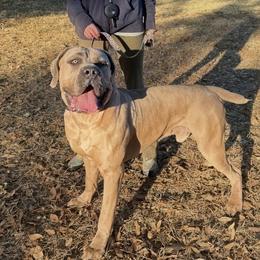 Cane Corso puppies from Von Marker Spiel Kennels
