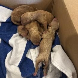 Little Lola - Apricot female Poodle puppy in Sherman, Texas from Ruth’s Poodles