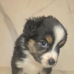 Nicholas - Black tri male Toy Australian Shepherd puppy in Bethany, Oklahoma from Donna's Toy & Mini Aussies
