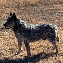 Blue - Australian Cattle Dog