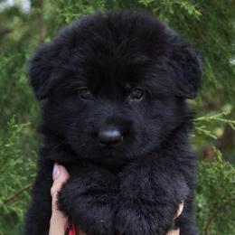 Agamemnon - Black male German Shepherd puppy in Canton, Texas from WILDWOOD GERMAN SHEPHERDS
