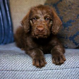 George - Labradoodle puppy in Easley, South Carolina from Moore than Dogs