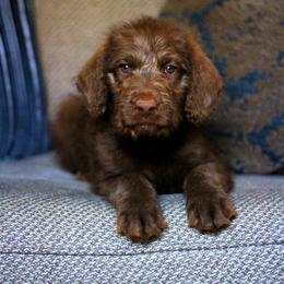 George - Labradoodle puppy in Easley, South Carolina from Moore than Dogs