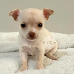 Ember - Cream female Chihuahua puppy in Forsyth, Georgia from Brooks Grove Canines LLC