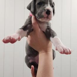 Pink Collar Girl - Blue and white female Great Dane puppy in Longview, Texas from Lazy A Danes