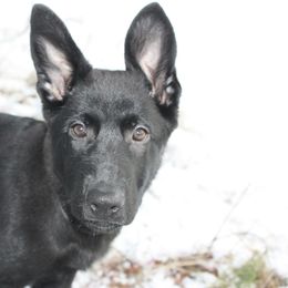 German Shepherd Puppies from Thornock Shepherds