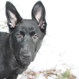 German Shepherd Puppies from Thornock Shepherds