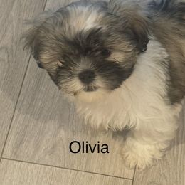Shih Tzu Puppies from BVPT puppies