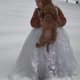 Red girl - Red female Cockapoo puppy in Birdsboro, Pennsylvania from Cooper Family Cockapoos