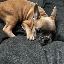 Mr. Brown - Brindle and white male French Bulldog puppy in Anaheim, California from Brightest Days Ahead