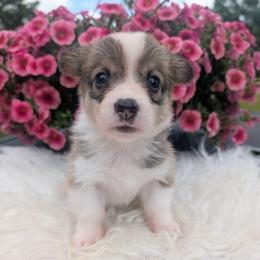 Usher - Sable and white male American Corgi puppy in Garrett, Indiana from Chloe's Colorful Corgis