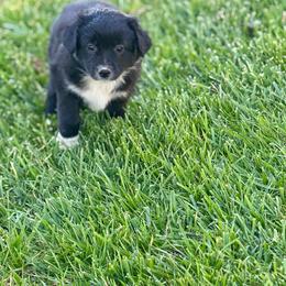 Dory - Black & white female Miniature Australian Shepherd puppy in California from Eagle River Aussies