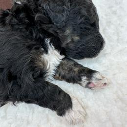 9 to 5 - Tri-color male Bernedoodle puppy in Scottsville, Kentucky from Barren River Bernedoodles and Poodles
