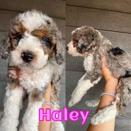 Bernedoodle Puppies from Over the Moon Poodles and Doodles