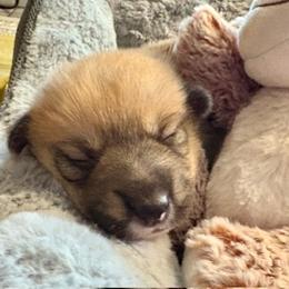 Molly - Red female Pembroke Welsh Corgi puppy in Riverside, California from Four Aces Corgis
