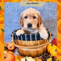 Jackson - Dark golden male Golden Retriever puppy in Shelton, Washington from Kennedy Goldens