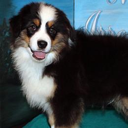 Miniature American Shepherds from Irresistible Angels