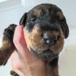 Mrs.  Pink - Black and tan female Airedale Terrier puppy in Trinity, Florida from Black Opal