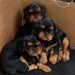 English Toy Spaniels from Debb's English Toy Spaniels