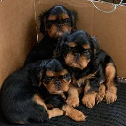 English Toy Spaniels from Debb's English Toy Spaniels