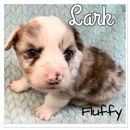 Lark( Fluffy American Corgi) - Brindle merle and white male American Corgi puppy in Scottown, Ohio from Wyndy Ridge Corgis