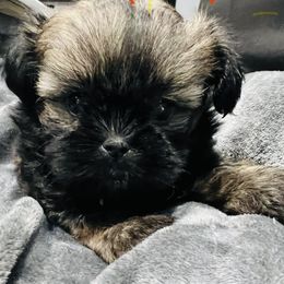 Chocolate - Brindle female Shih Tzu puppy in Winston Salem, North Carolina from Jay&Ray Shih Tzu’s